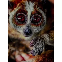 KARE Design Bilder-Bild Glas Slow Loris 80X120