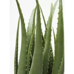 KARE Design Deko & Geschenkartikel-Deko Pflanze Aloe 69Cm