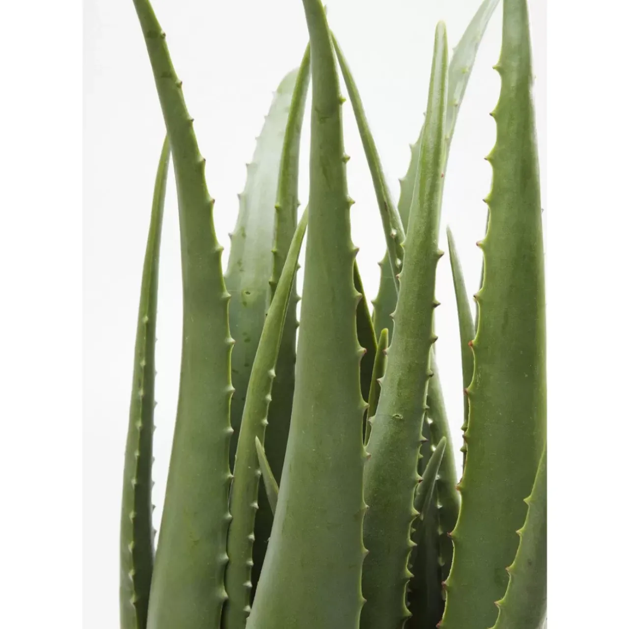 KARE Design Deko & Geschenkartikel-Deko Pflanze Aloe 69Cm