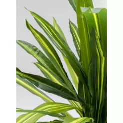 KARE Design Deko & Geschenkartikel-Deko Pflanze Dracaena Fragrans 180Cm