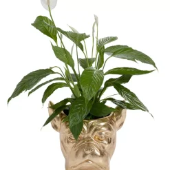 KARE Design Aufbewahrung & Ordnung-Deko Ubertopf Bulldog Gold