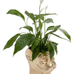 KARE Design Aufbewahrung & Ordnung-Deko Ubertopf Bulldog Gold