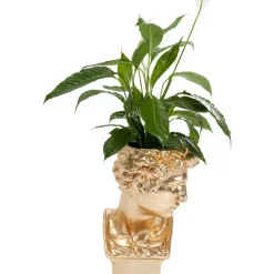 KARE Design Aufbewahrung & Ordnung-Deko Ubertopf David Gold