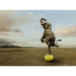 KARE Design Bilder-Glasbild Balance Elephant 150X100Cm