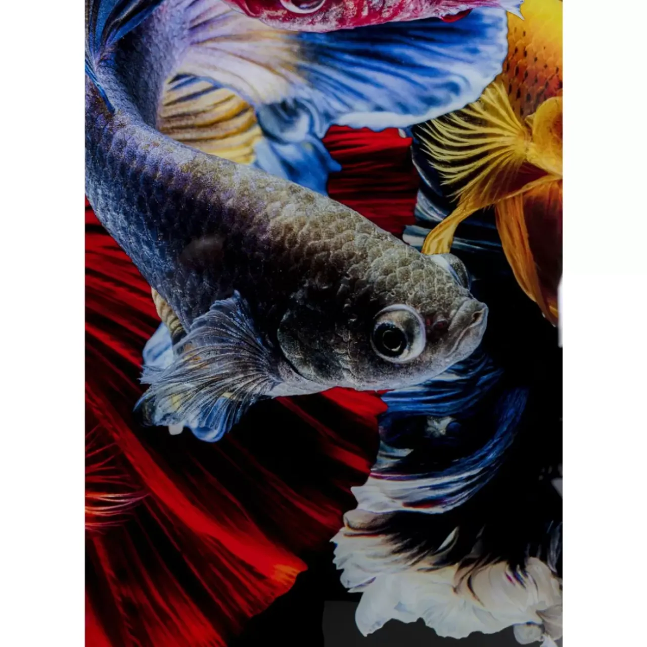 KARE Design Bilder-Glasbild Colorful Swarm Fish 120X120Cm