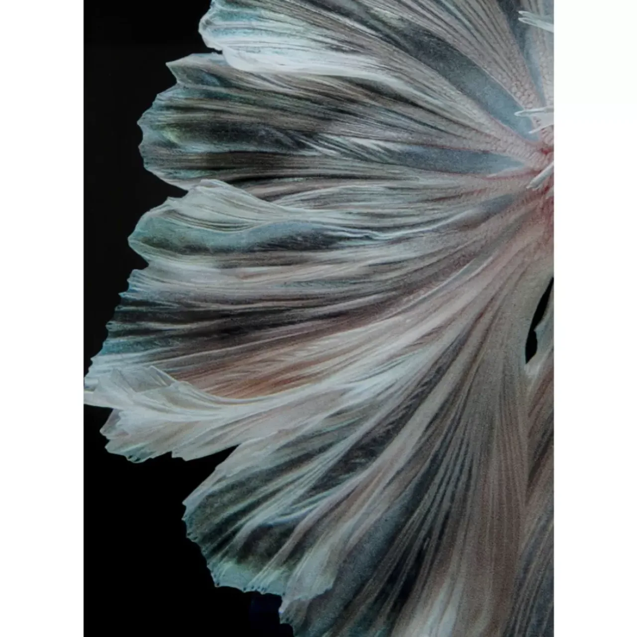 KARE Design Bilder-Glasbild Colorful Swarm Fish 120X120Cm