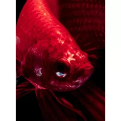 KARE Design Bilder-Glasbild Fire Fish 100X100Cm