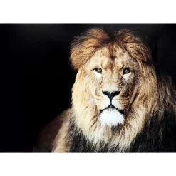 KARE Design Bilder-Glasbild King Of Lion 150X100Cm