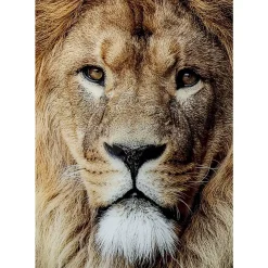 KARE Design Bilder-Glasbild King Of Lion 150X100Cm