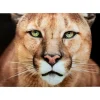 KARE Design Bilder-Glasbild Lioness 150X100Cm