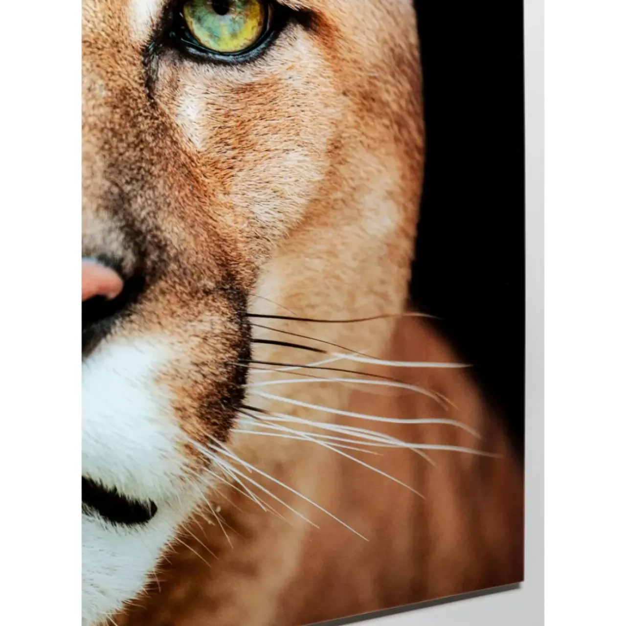 KARE Design Bilder-Glasbild Lioness 150X100Cm