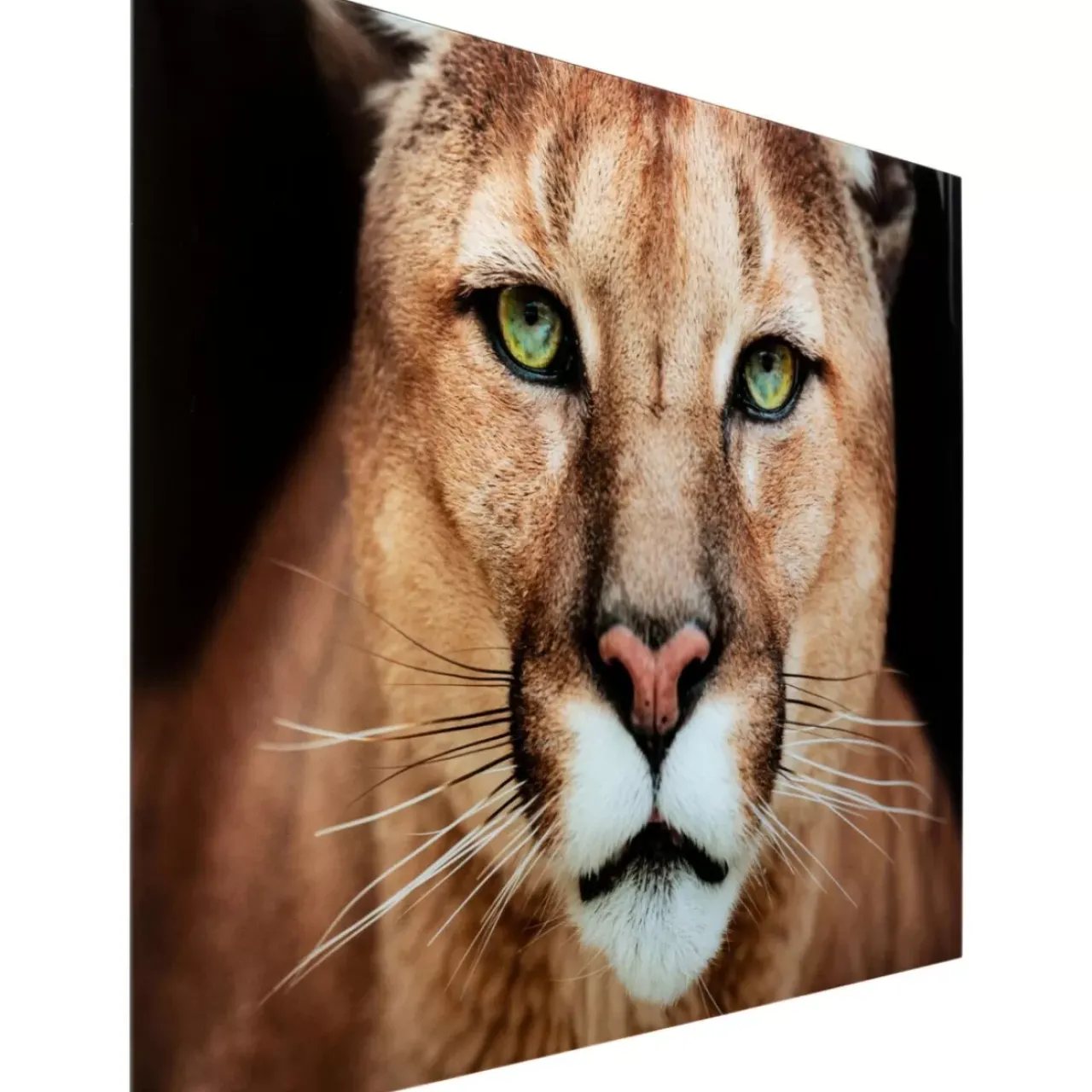 KARE Design Bilder-Glasbild Lioness 150X100Cm