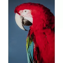 KARE Design Bilder-Glasbild Twin Parrot 80X120Cm