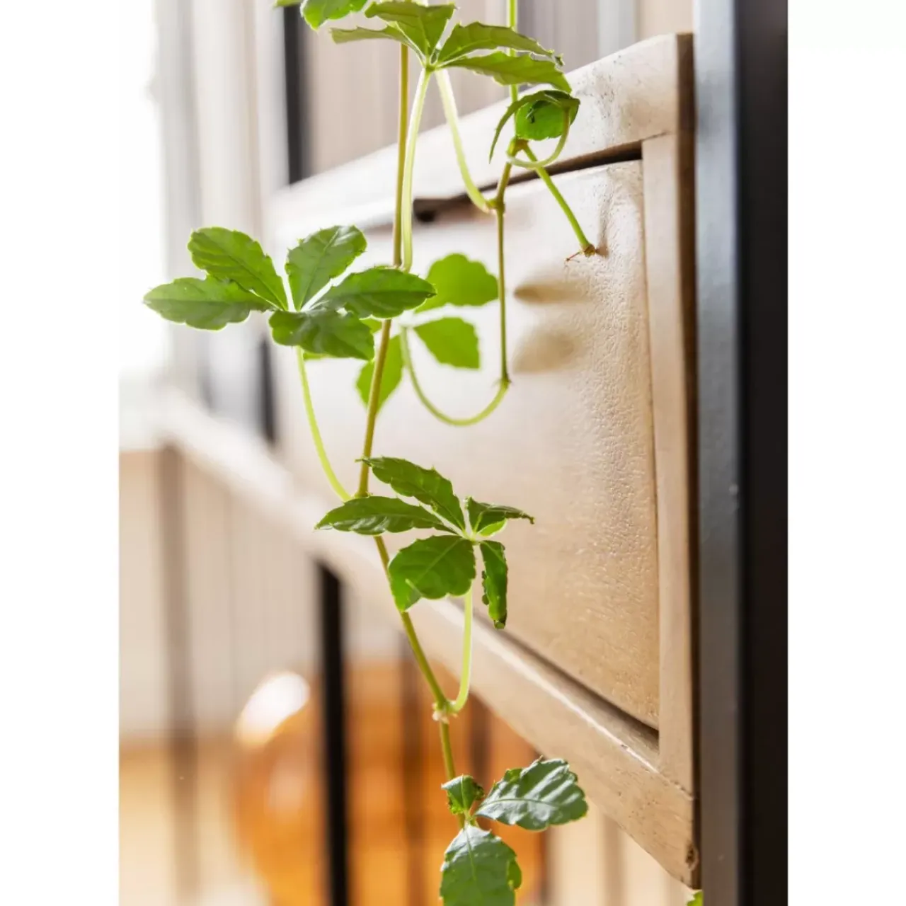 KARE Design Regale-Regal Modena