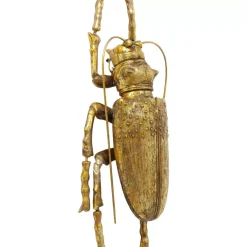 KARE Design Bilder-Wandschmuck Longicorn Beetle Gold
